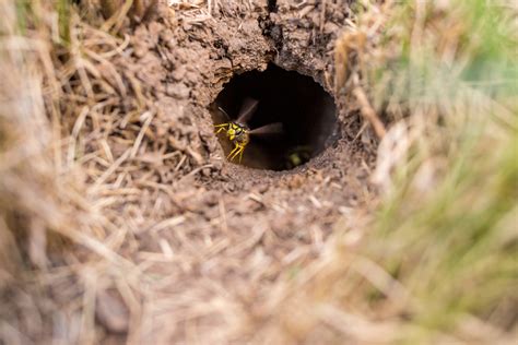 wasps nest in ground